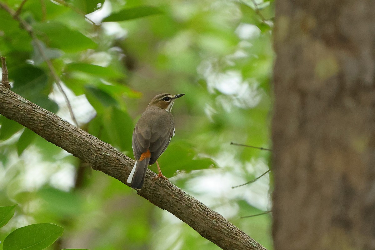 Miombo Scrub-Robin - ML632334873