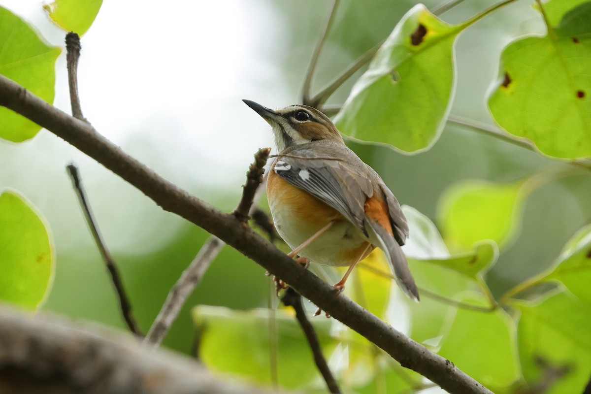 Miombo Scrub-Robin - ML632334874