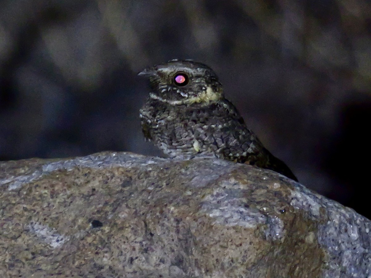 Buff-collared Nightjar - ML632334912