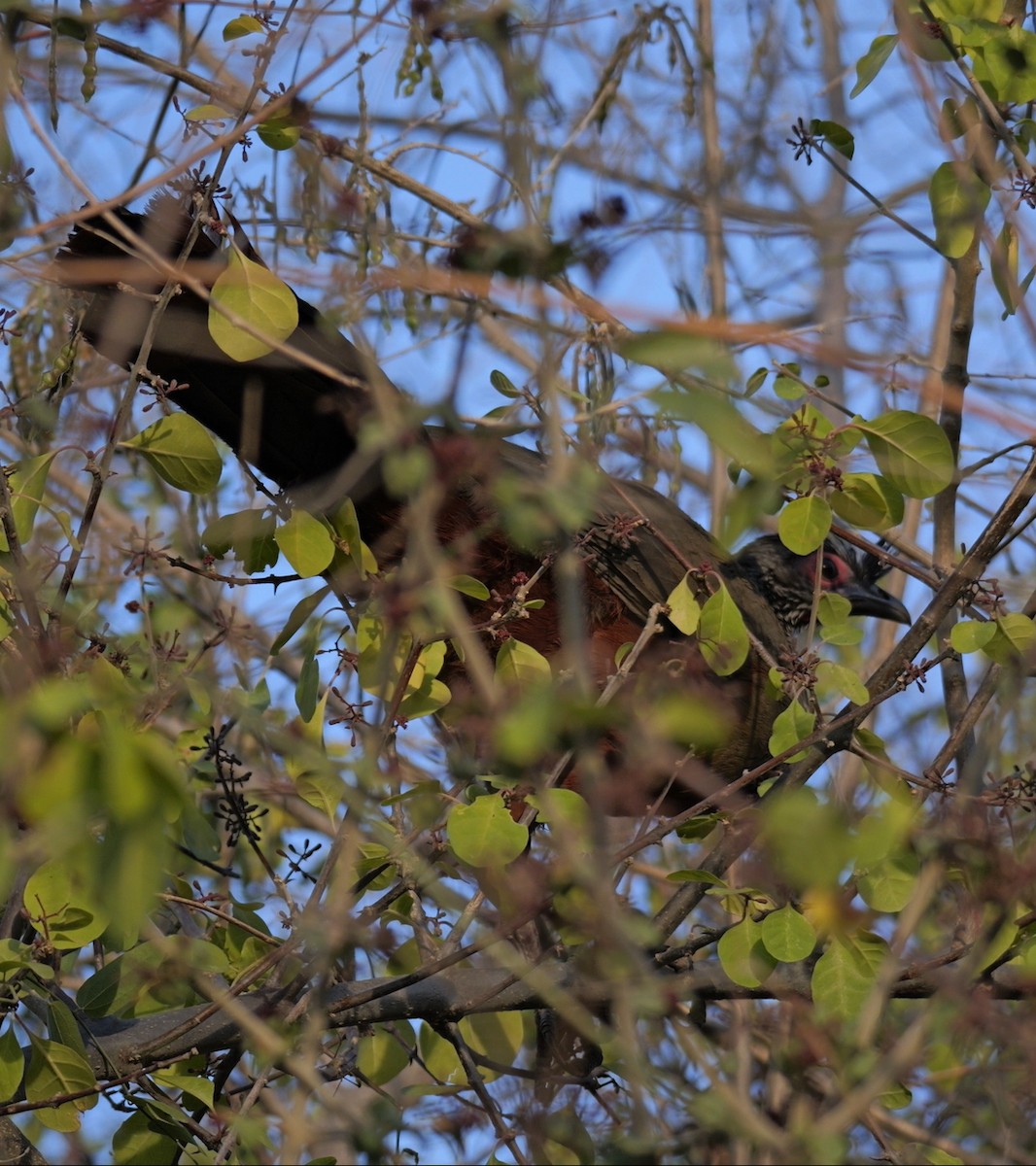 Rufous-bellied Chachalaca - ML632334963