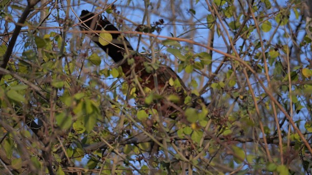 Rufous-bellied Chachalaca - ML632334967