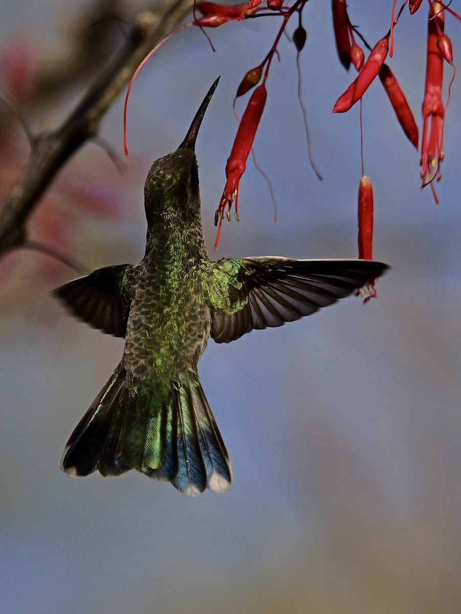 Broad-billed Hummingbird - ML632335017