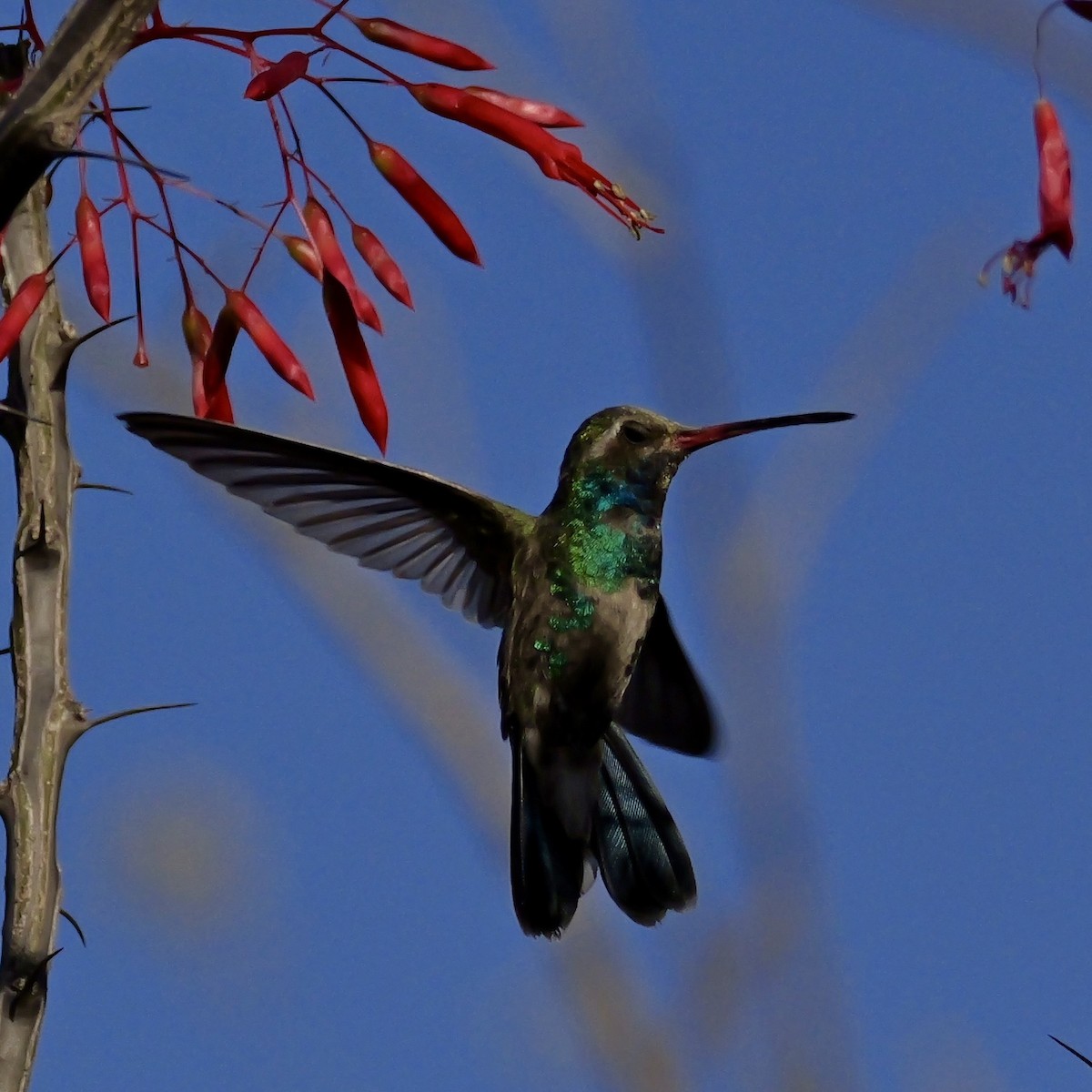 Broad-billed Hummingbird - ML632335018