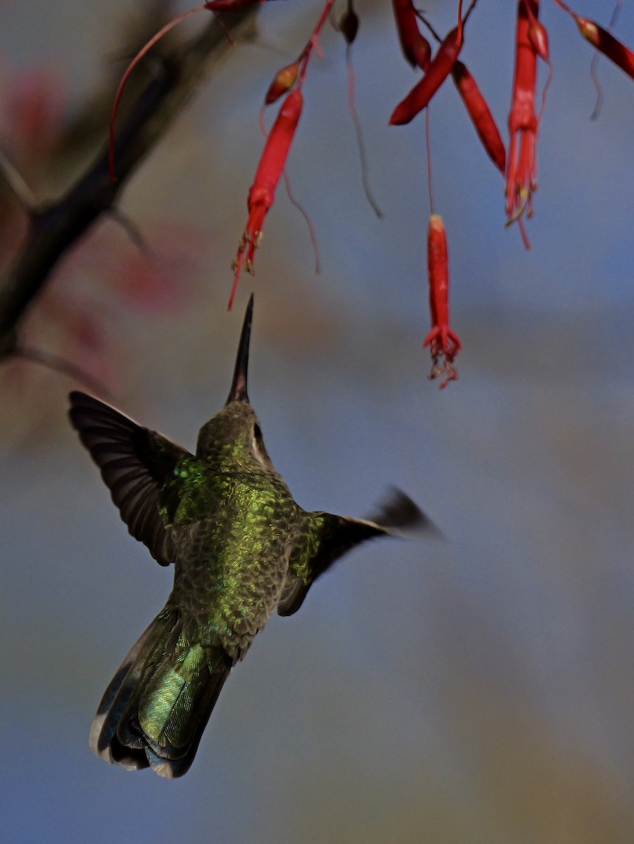 Broad-billed Hummingbird - ML632335019