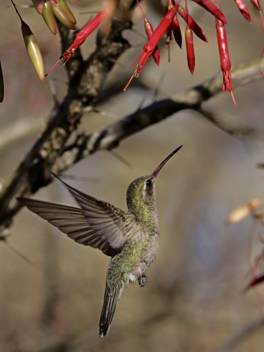 Broad-billed Hummingbird - ML632335020