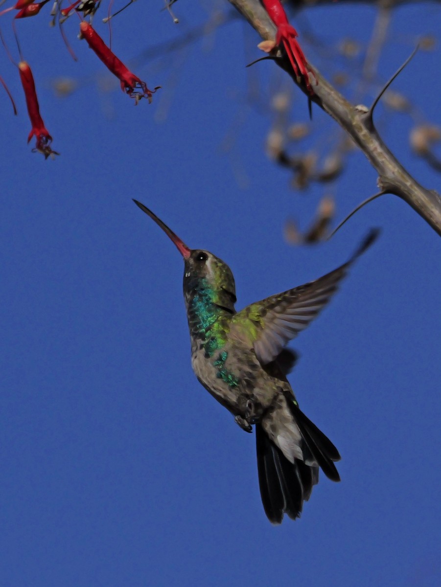 Broad-billed Hummingbird - ML632335021