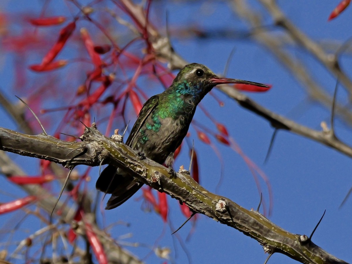 Broad-billed Hummingbird - ML632335023