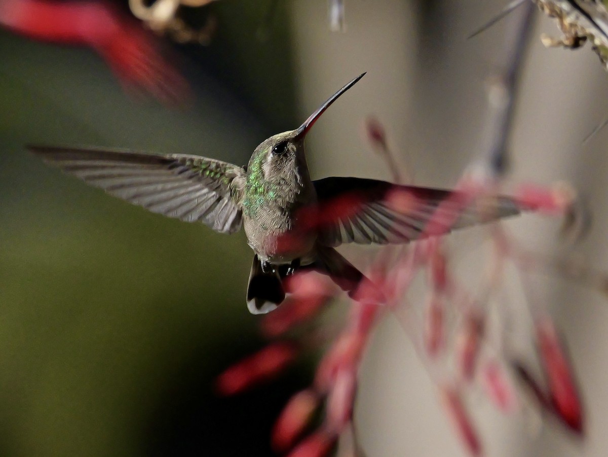 Broad-billed Hummingbird - ML632335025