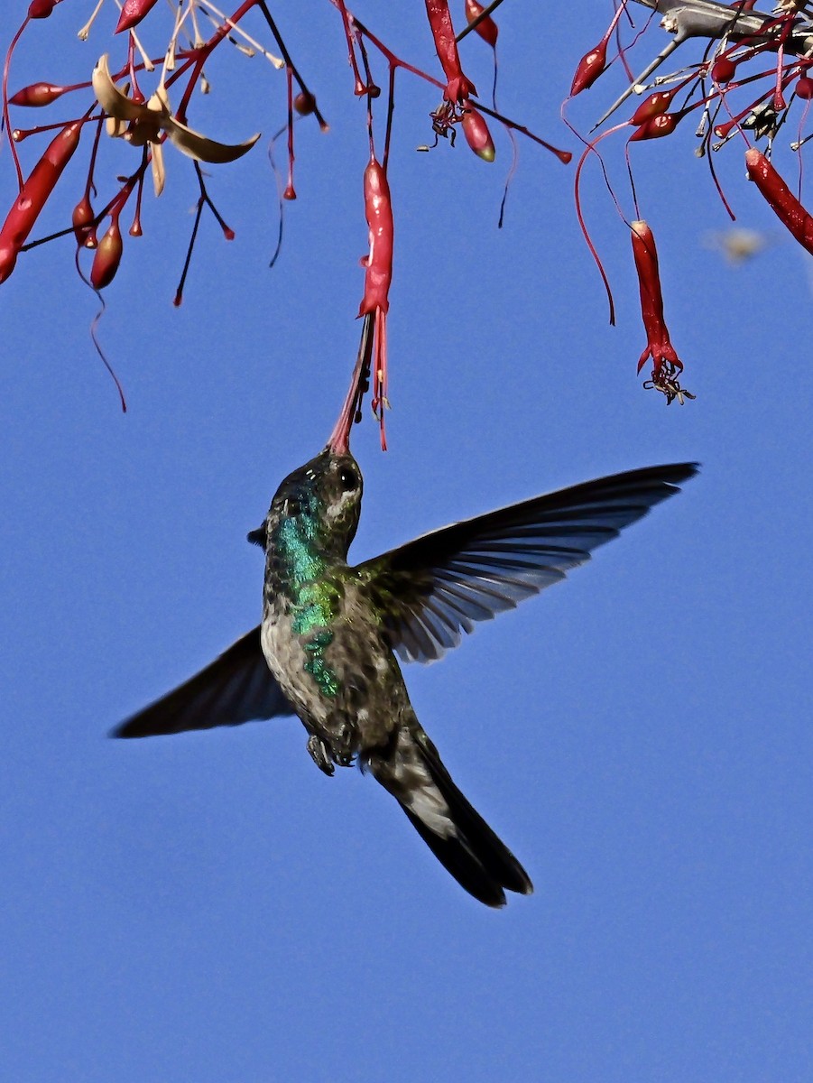 Broad-billed Hummingbird - ML632335026