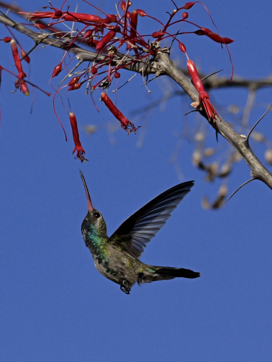 Broad-billed Hummingbird - ML632335027