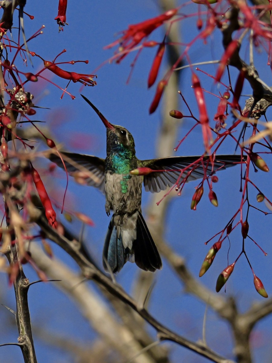 Broad-billed Hummingbird - ML632335028