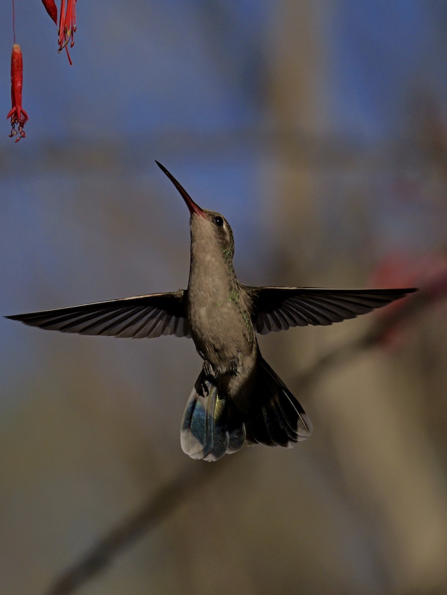 Broad-billed Hummingbird - ML632335029