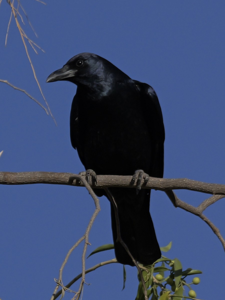 Sinaloa Crow - ML632335046
