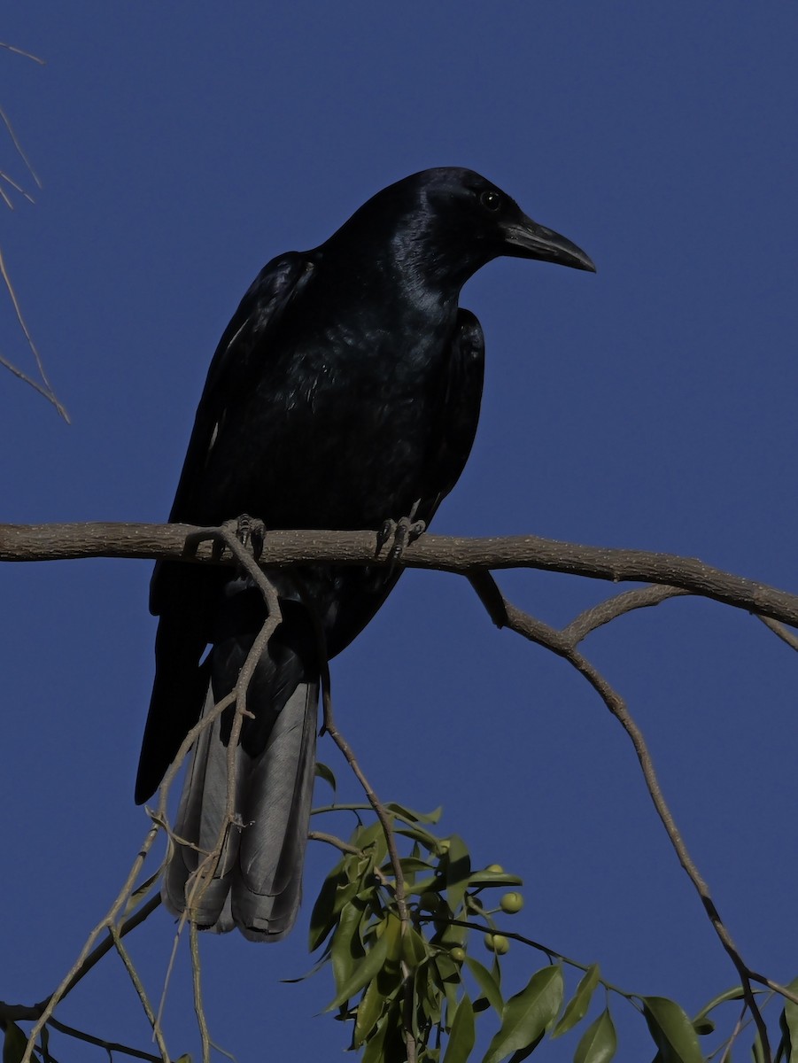 Sinaloa Crow - ML632335047