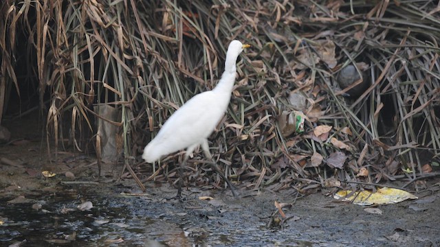 Eastern Cattle-Egret - ML632335053