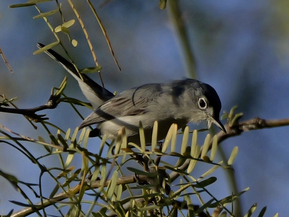 Black-capped Gnatcatcher - ML632335086