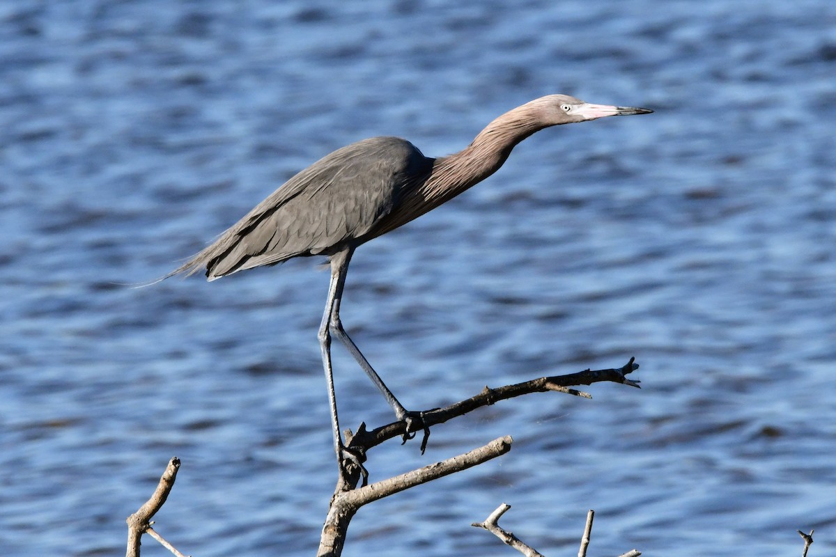 Reddish Egret - ML632335130