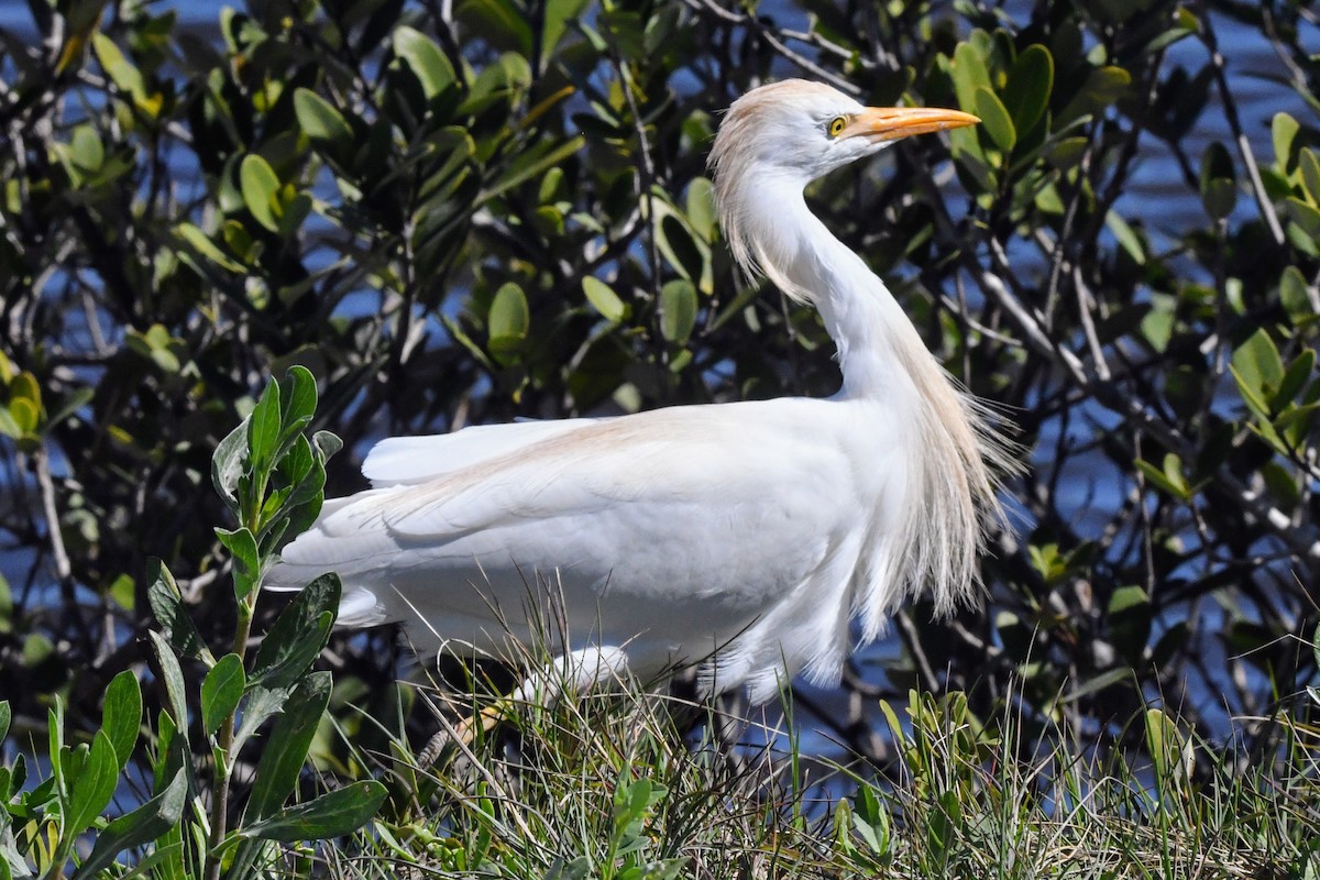 Western Cattle-Egret - ML632335143