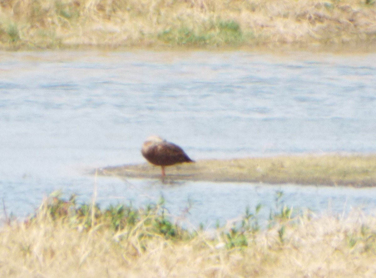 kachna pobřežní - ML632335144