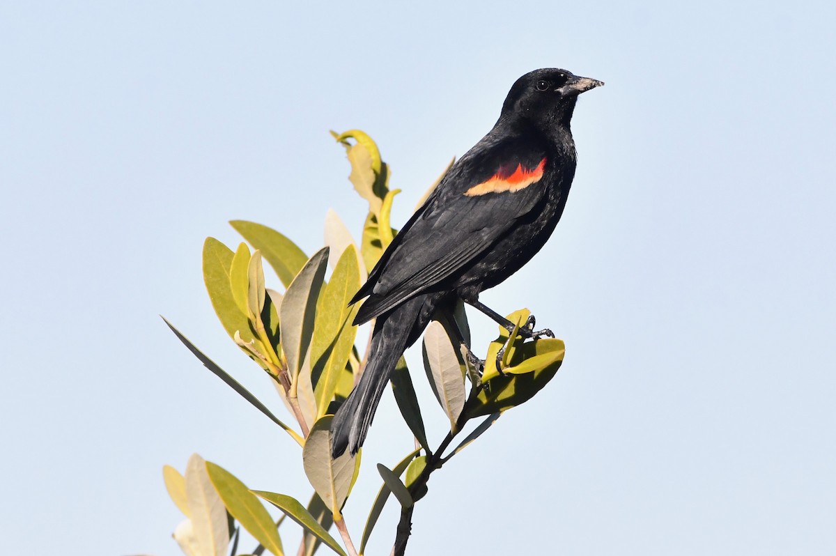 Red-winged Blackbird - ML632335159