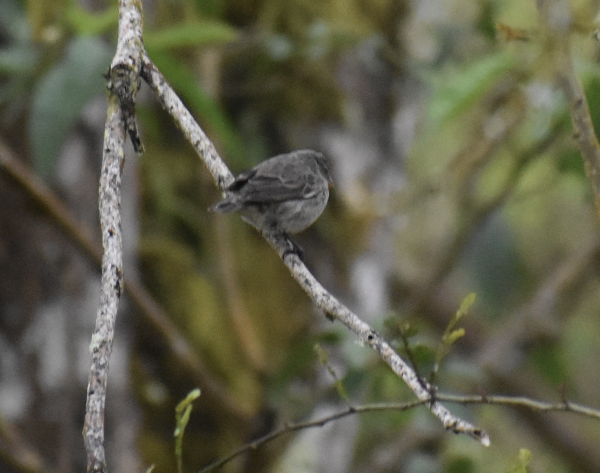 Small Ground-Finch - ML632335188