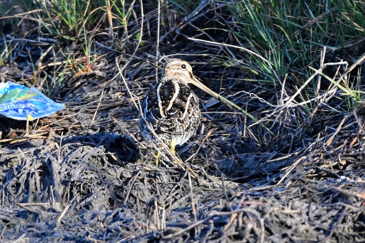 Wilson's Snipe - ML632335203