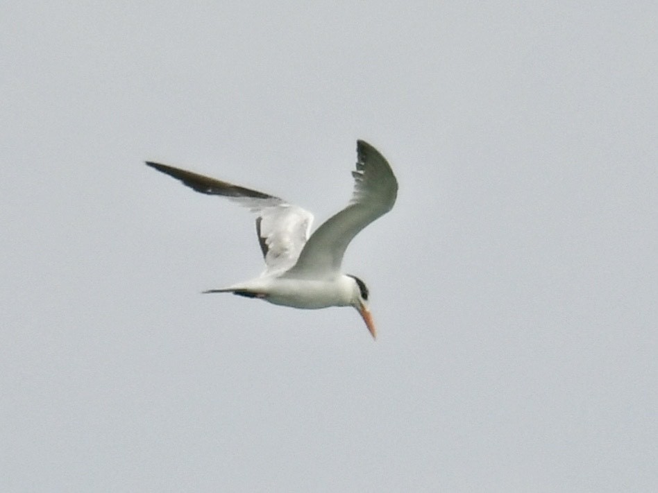 Royal Tern - ML632335242