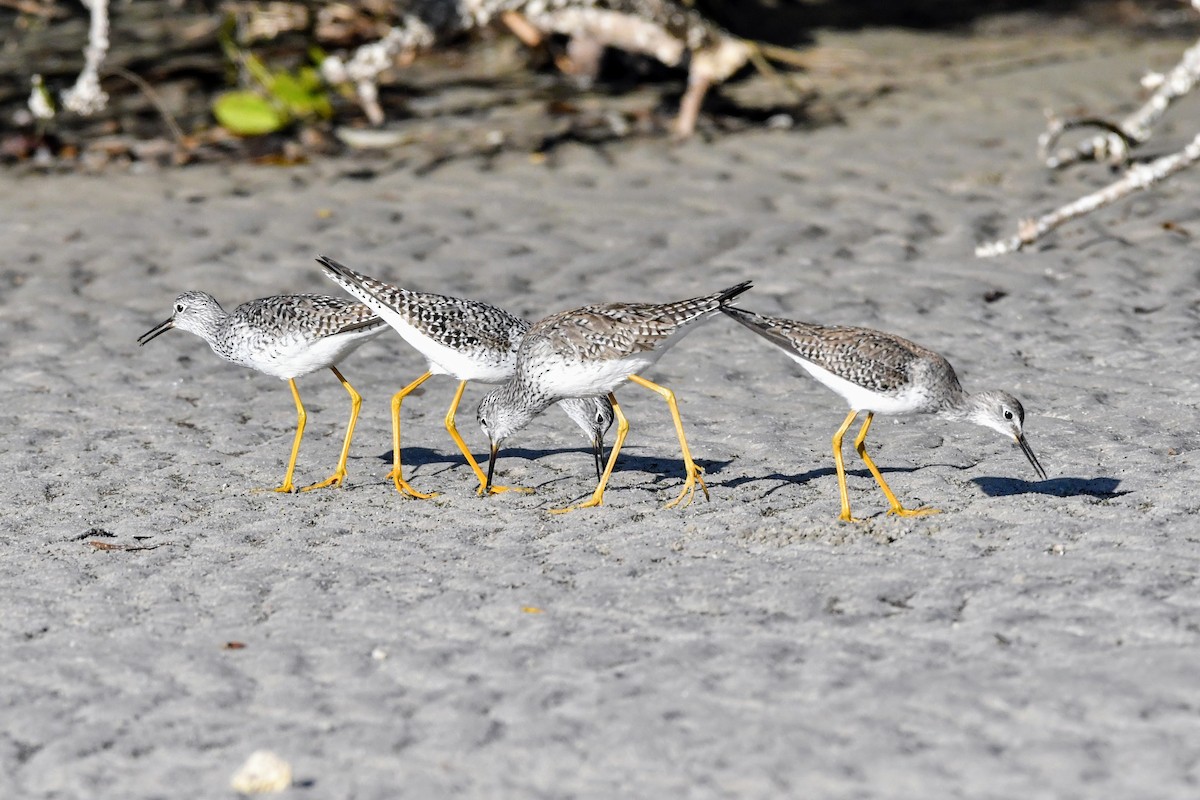 Lesser Yellowlegs - ML632335330