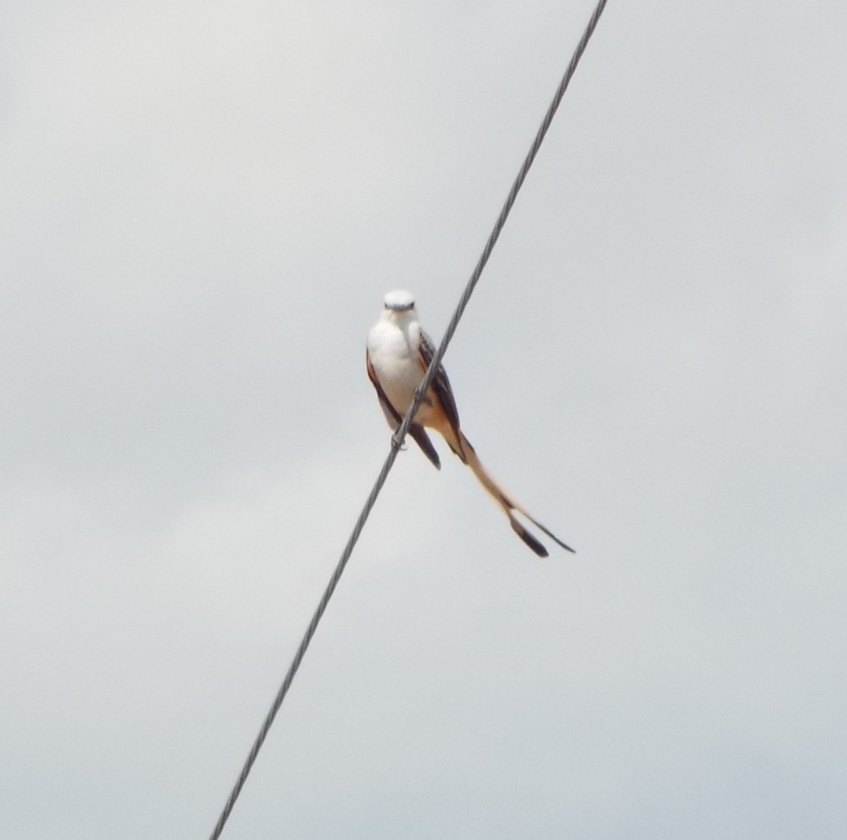 Scissor-tailed Flycatcher - ML632335342