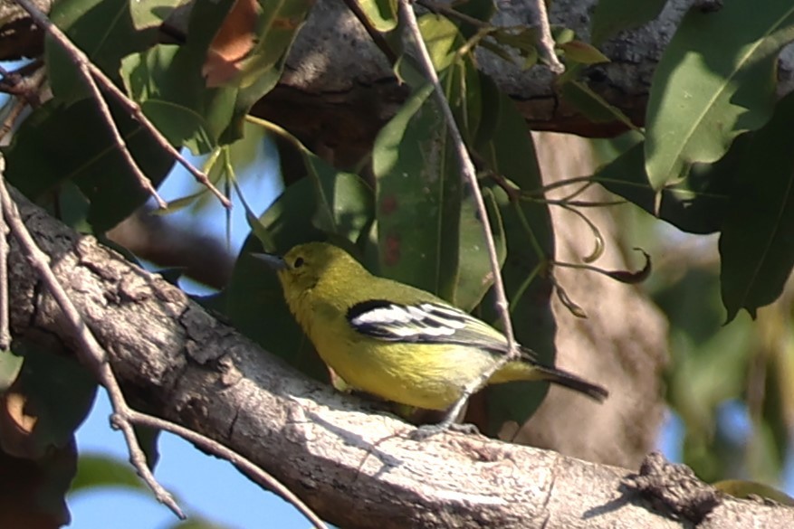 Common Iora - ML632335392