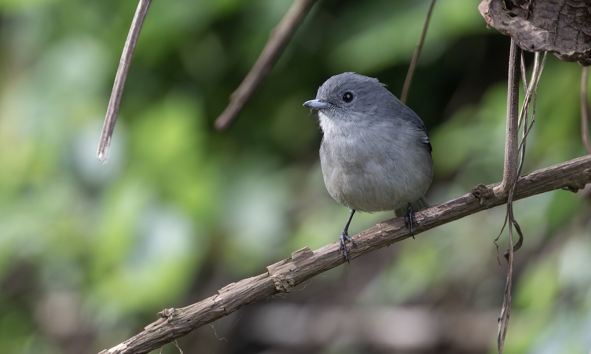 White-eyed Slaty-Flycatcher - ML632335393