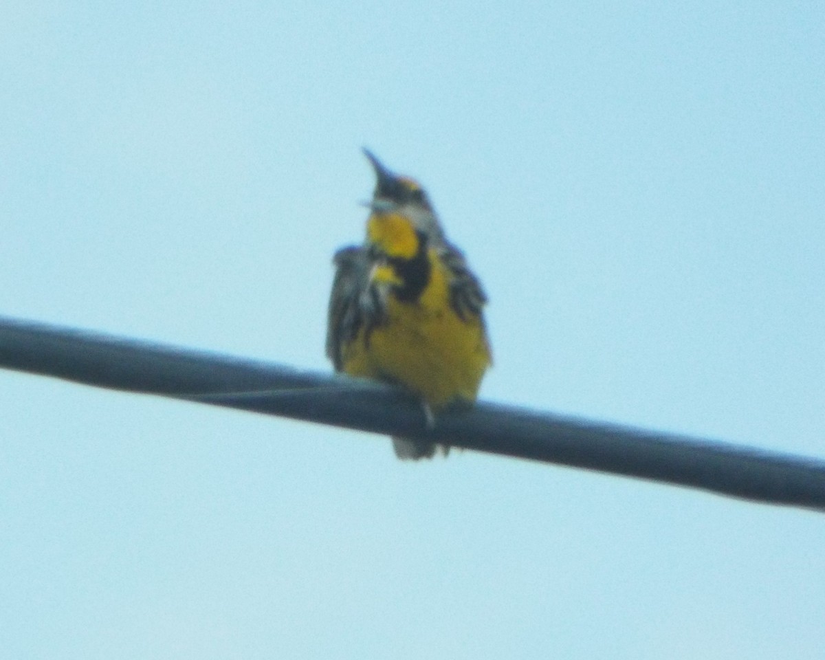 Eastern Meadowlark - ML632335455