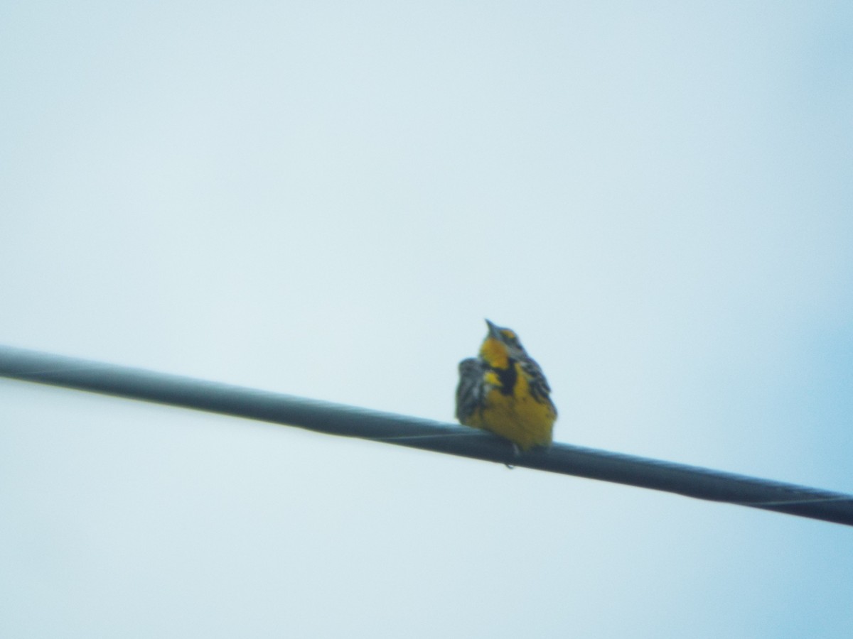 Eastern Meadowlark - ML632335462