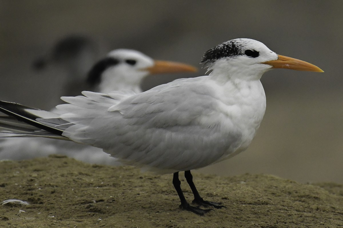 Royal Tern - ML632335607