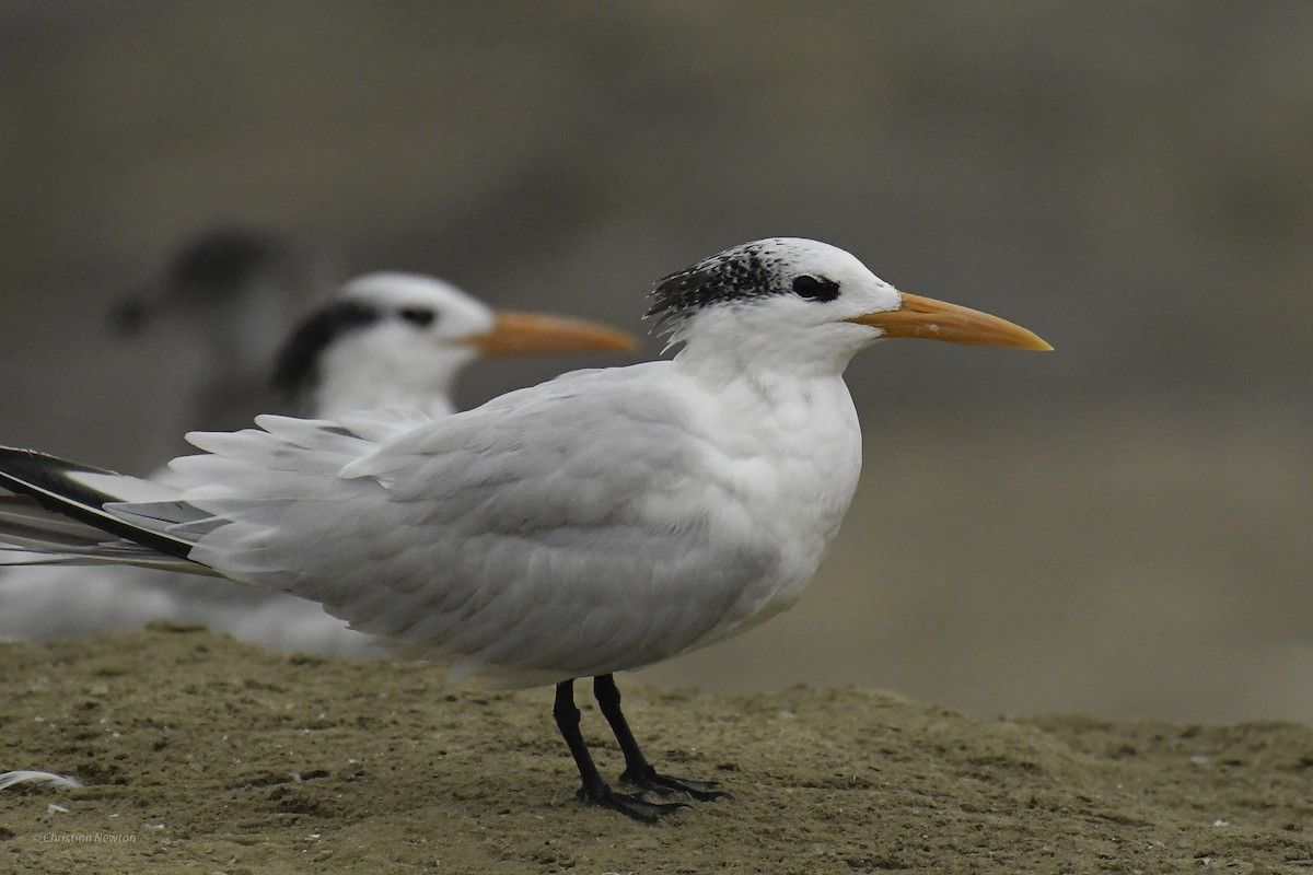 Royal Tern - ML632335608