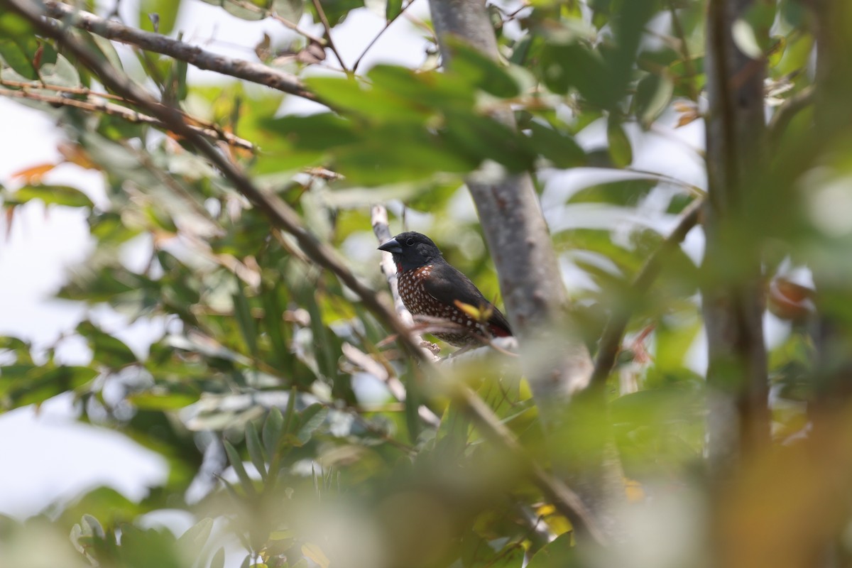 Brown Twinspot - ML632335691