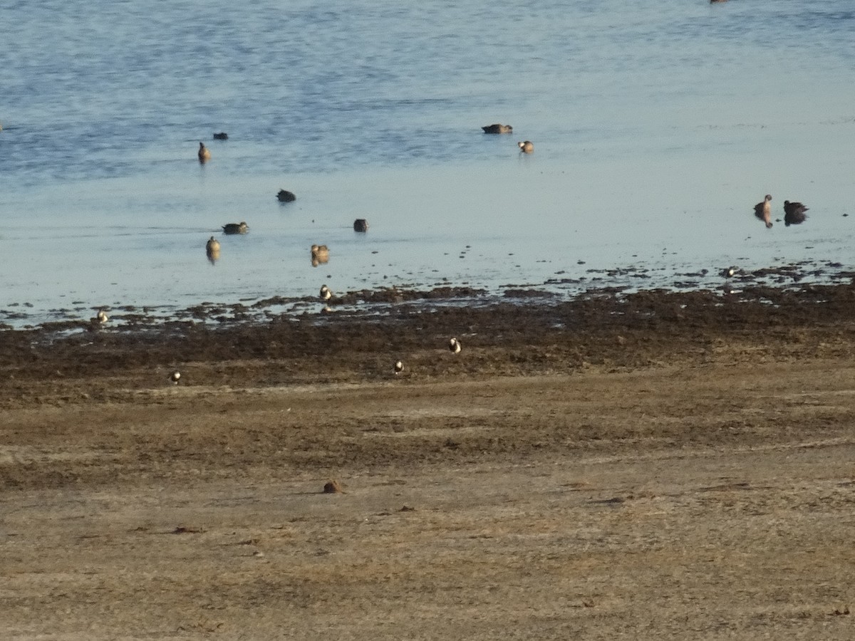 Banded Lapwing - ML632335734