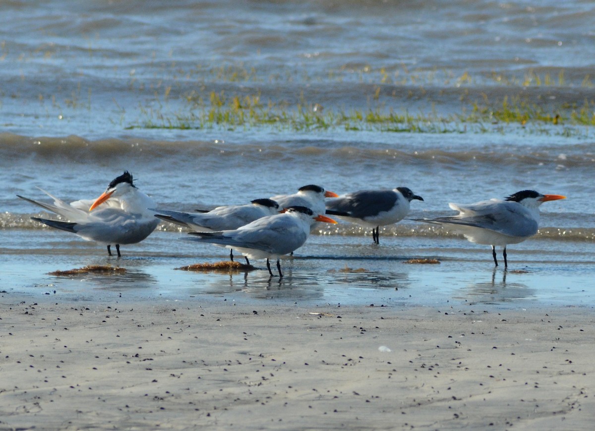 Royal Tern - ML632335794