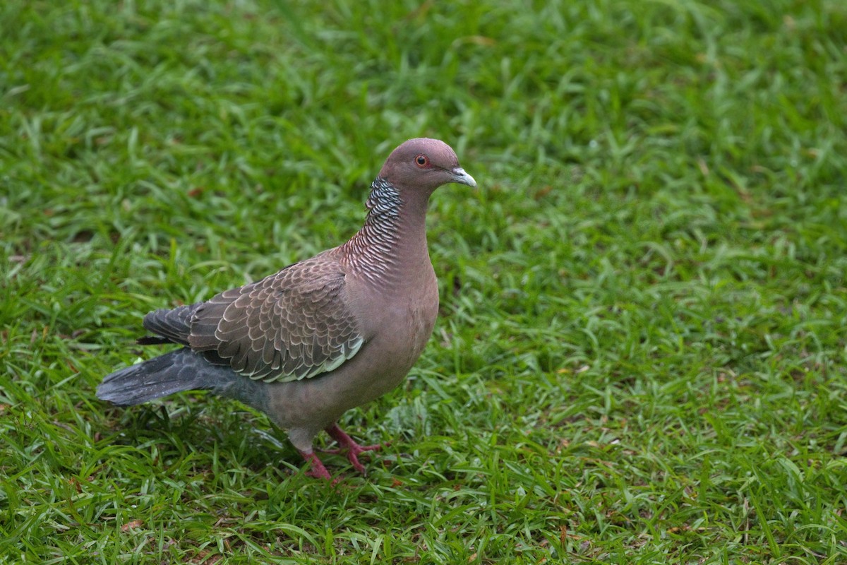 Picazurotaube - ML632335916