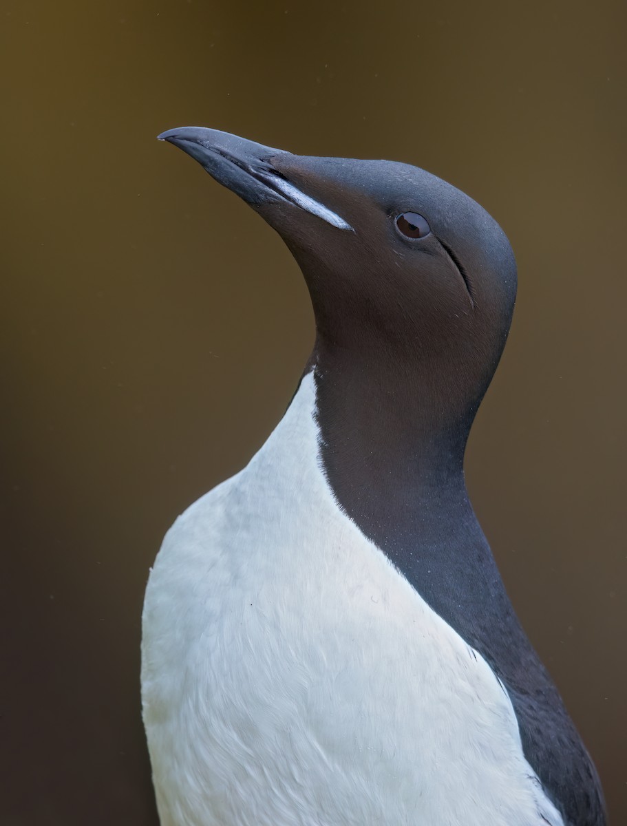 Thick-billed Murre - ML632335923