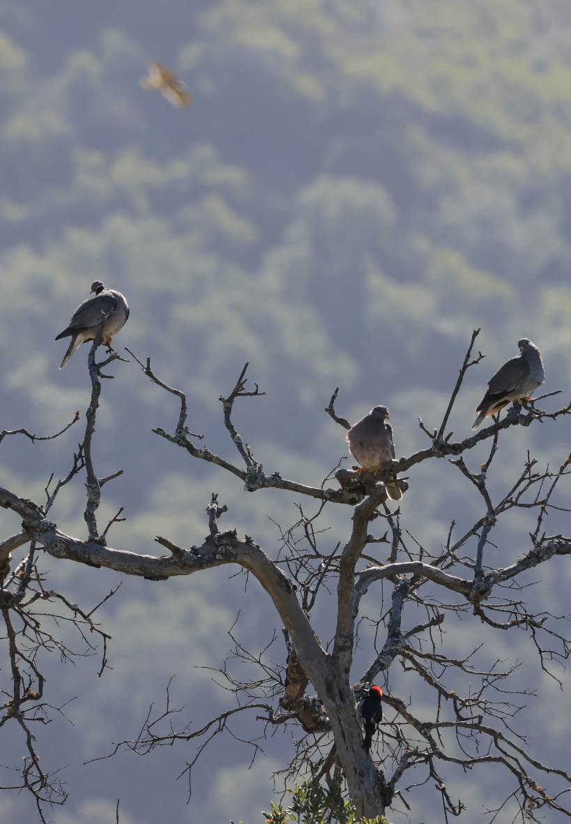 Bandtaube - ML632336056