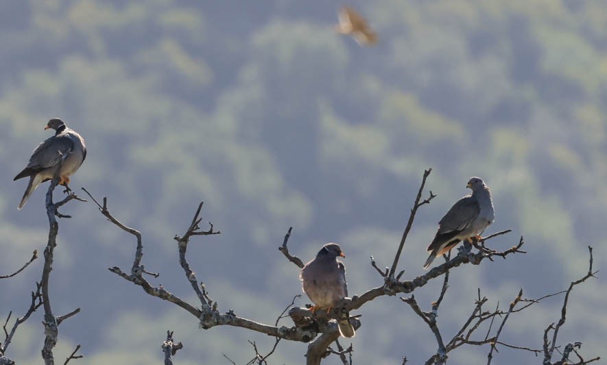 Bandtaube - ML632336057