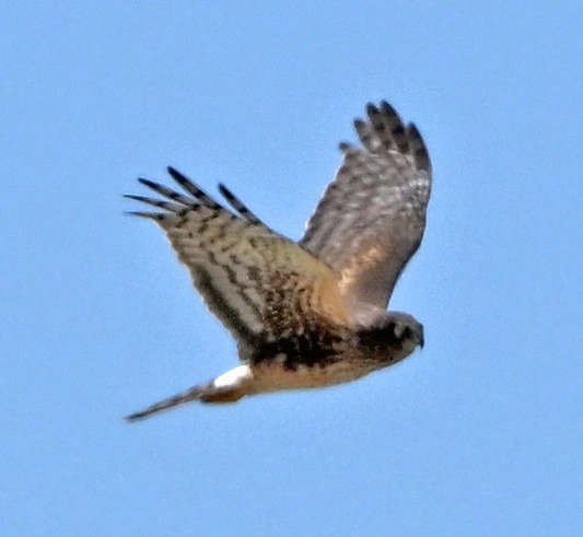 זרון אמריקני - ML632336216