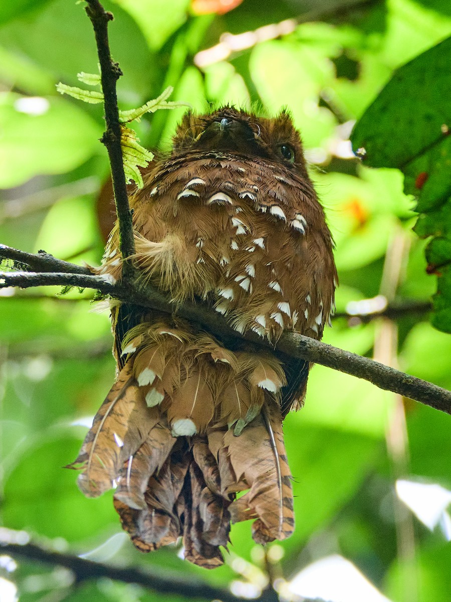 Rufous Potoo - ML632336354