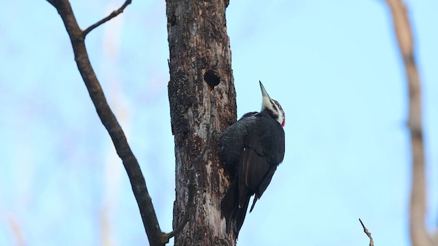 Жовна північна - ML632336435