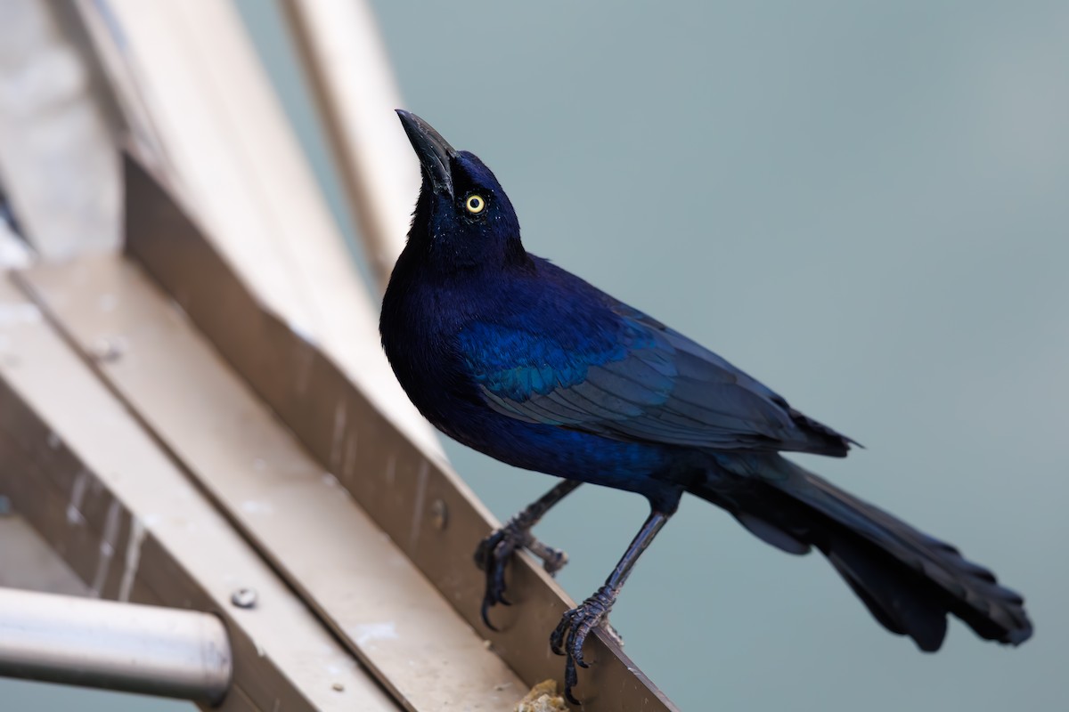 Great-tailed Grackle - ML632336493