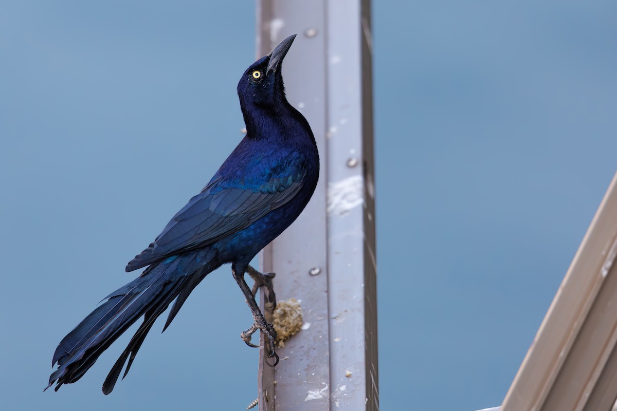 Great-tailed Grackle - ML632336502