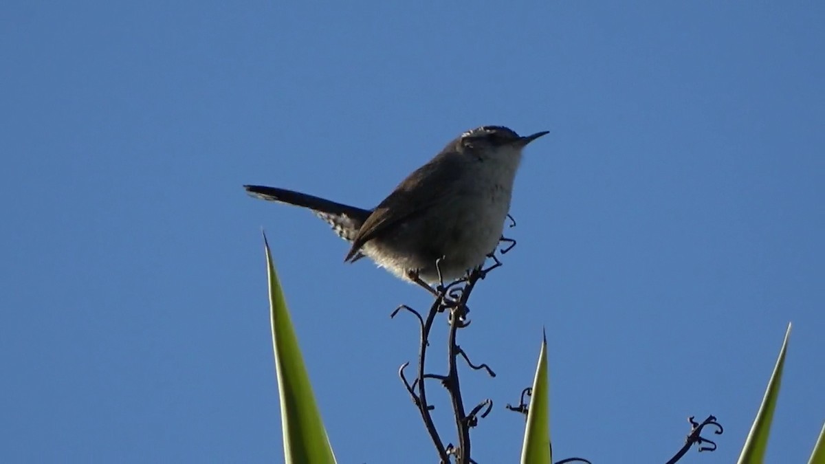 ML632336740 Bewick's Wren Macaulay Library
