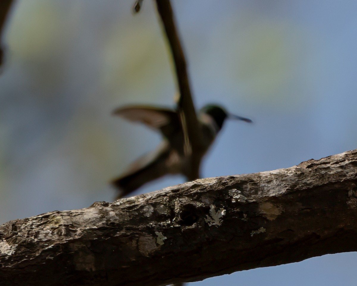 Ruby-throated Hummingbird - ML632336765