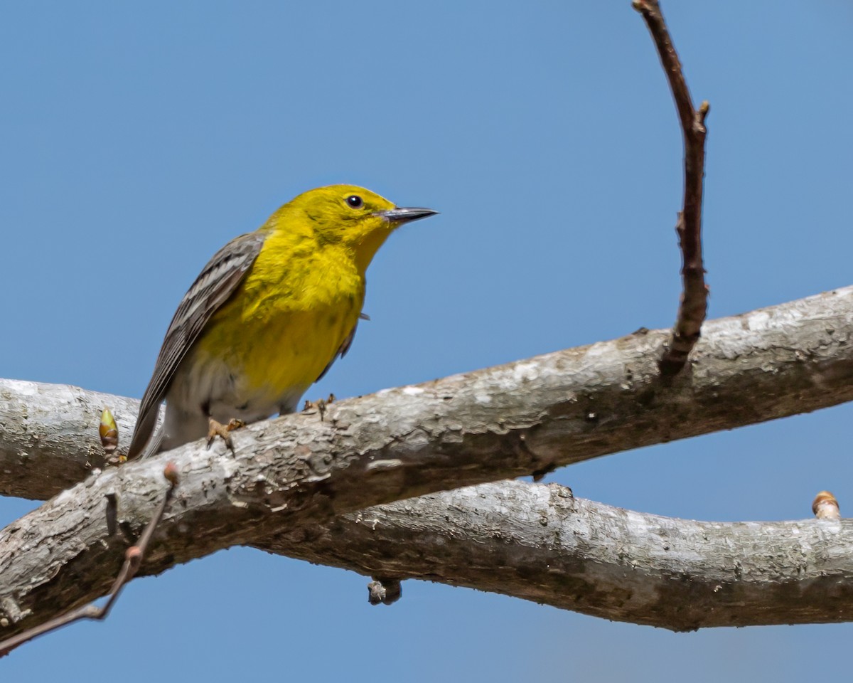 Pine Warbler - ML632336826